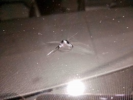 哪里可以修复汽车玻璃